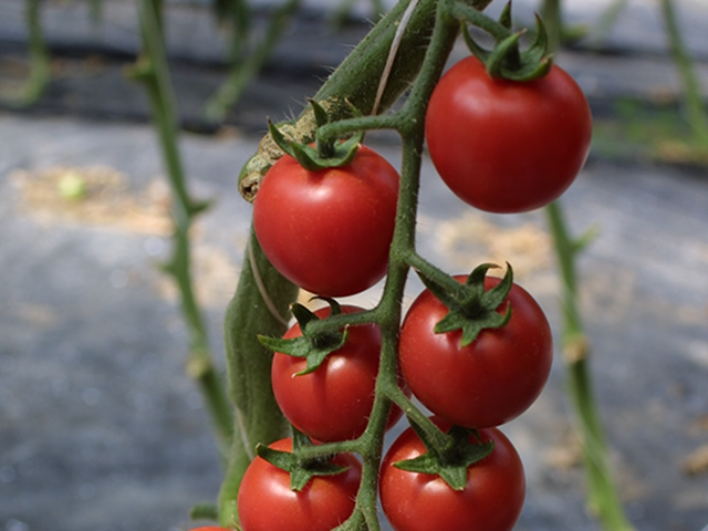 Image result for Sakura tomato