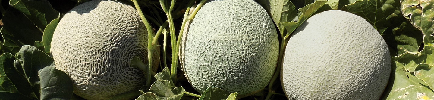 Melon Divergent in environment