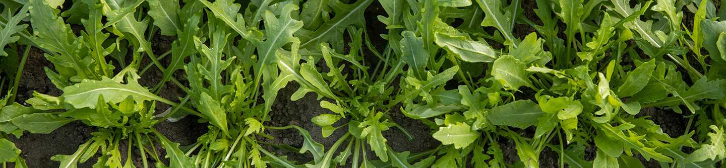 rucola arugula