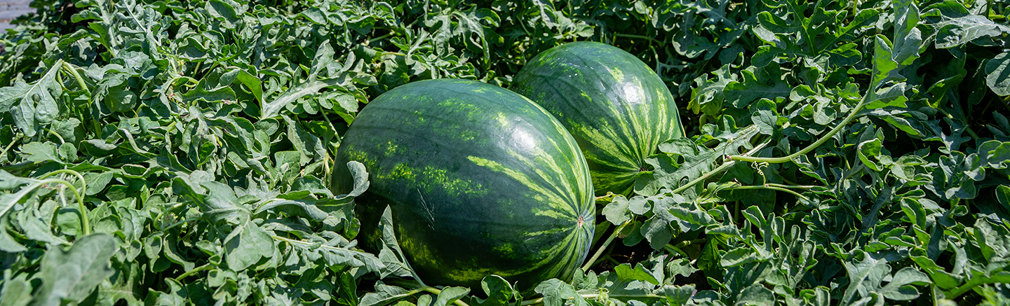 Watermelon in environment