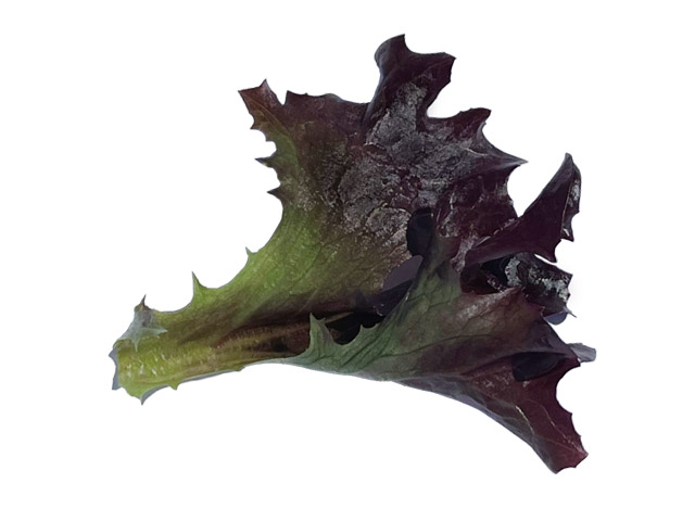 Eazyleaf lettuce Ezflor single leaf