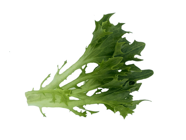 Eazyleaf lettuce Ezpark single leaf
