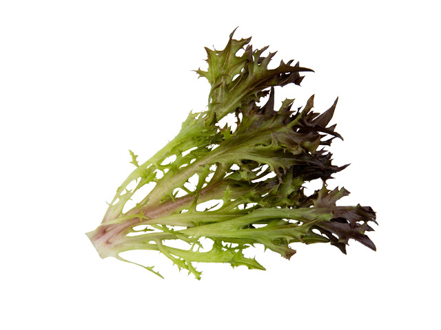 Eazyleaf lettuce Rhone single leaf